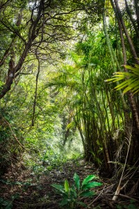 奄美大島開催で完成、遠征ロケの攻め方