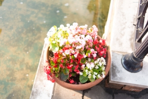 冬の朝、寒さにめげそうな あの儚さの様な風合いは神ってる