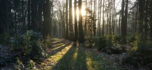 いつぞやの森、再び入れる日を楽しみに