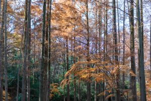 ご報告と感じたこと。